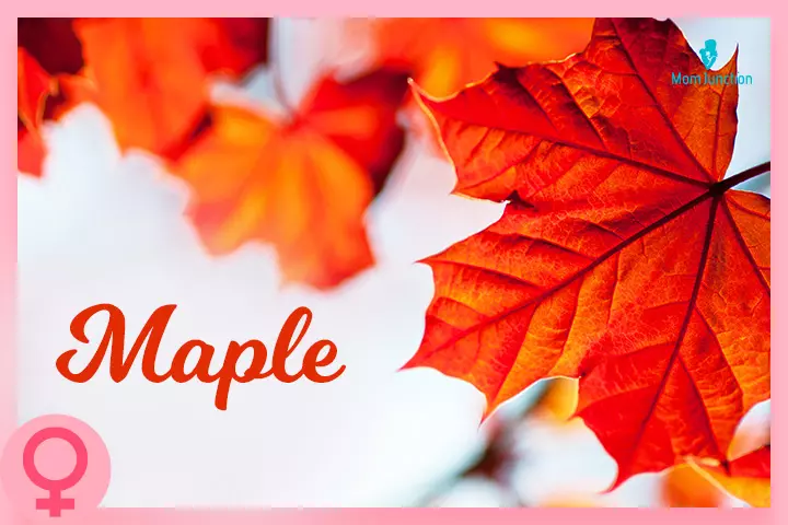 The name Maple is inspired by the maple tree