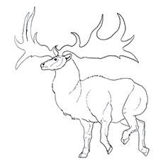 Norway Islands reindeer coloring page