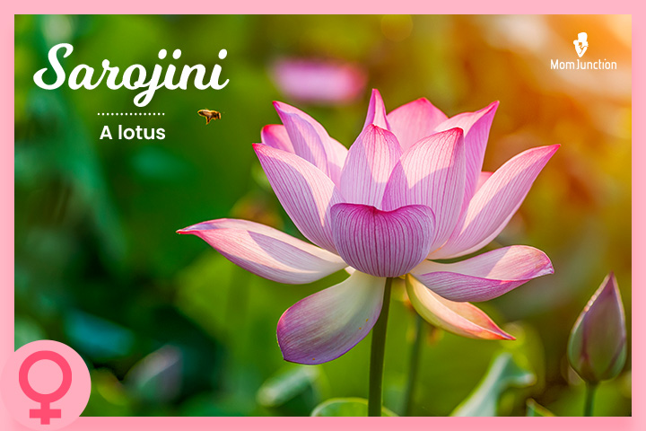 Sarojini is a Telugu baby name meaning lotus