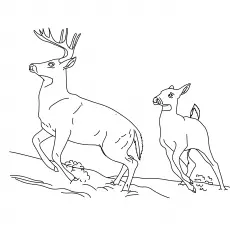 The eurasian woodland reindeer coloring page
