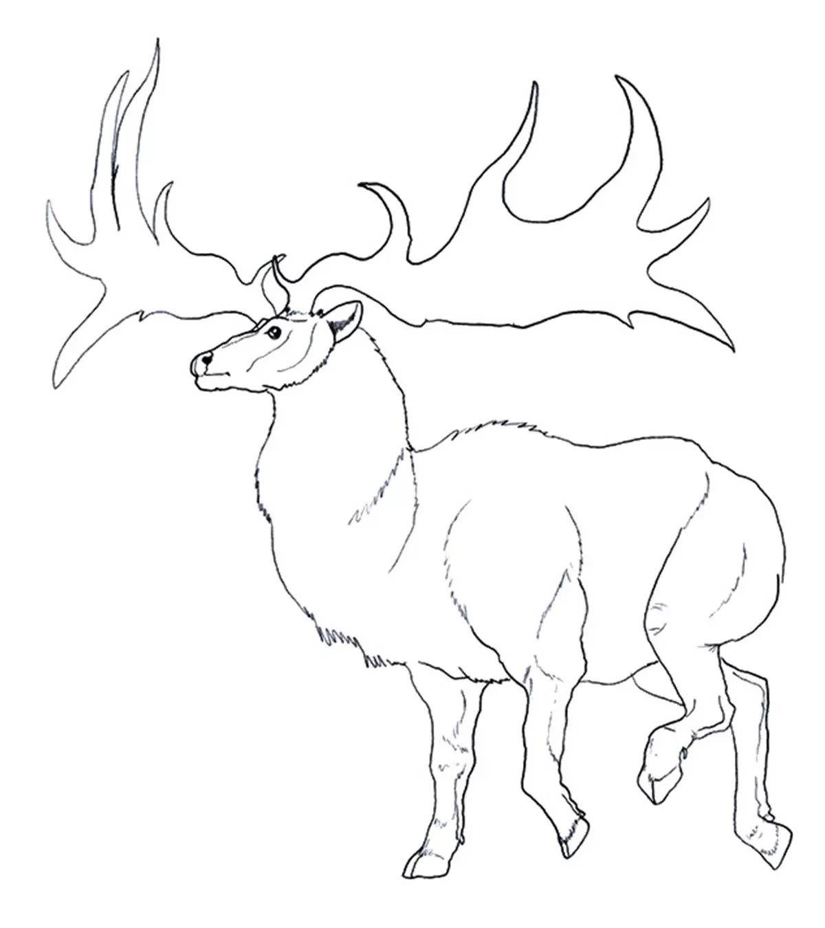 Top 20 Reindeer Coloring Pages For Your Little Ones