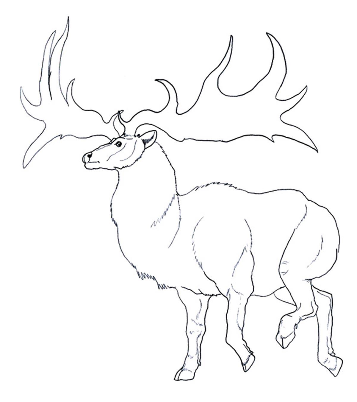 woodland caribou coloring pages