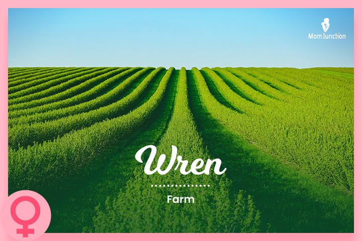 Wren, a baby name meaning farm