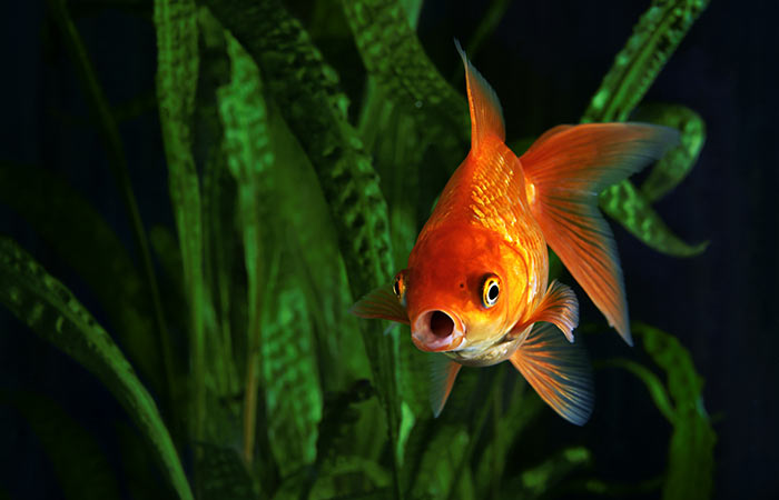 Goldfish ghost scary story for kids