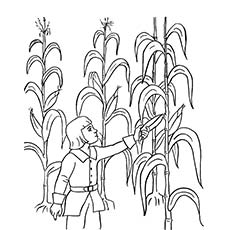 Corn Maize Thanksgiving coloring page