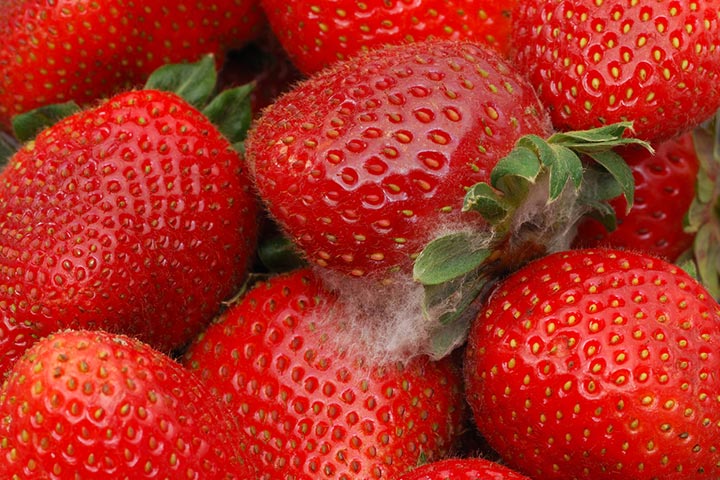 Don't buy strawberries infested with mold
