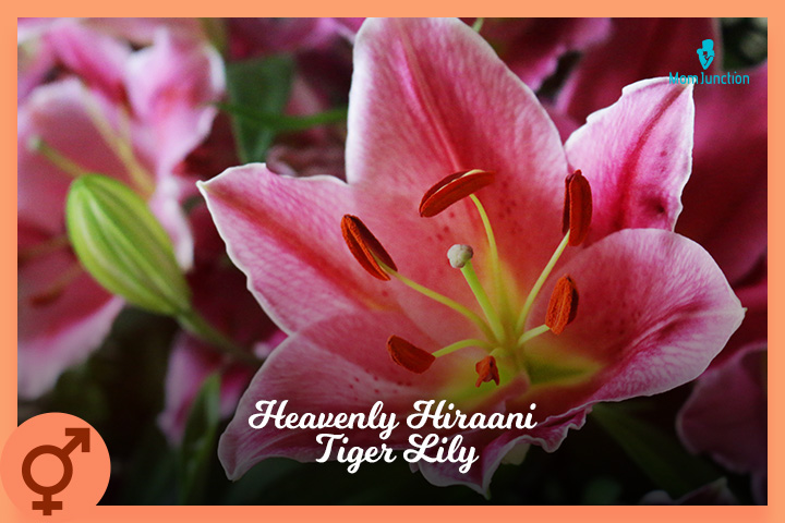 Heavenly Hiraani Tiger Lily is a unique baby name