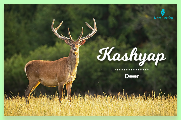 Kashyap means deer, Indian last names