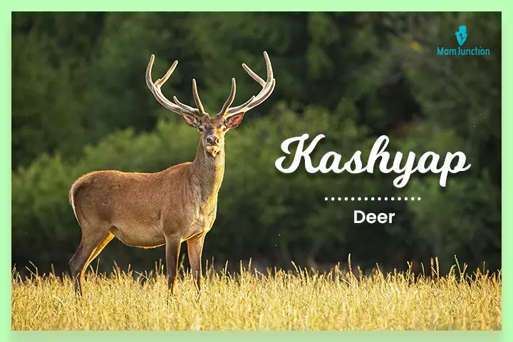 Kashyap means deer, Indian last names