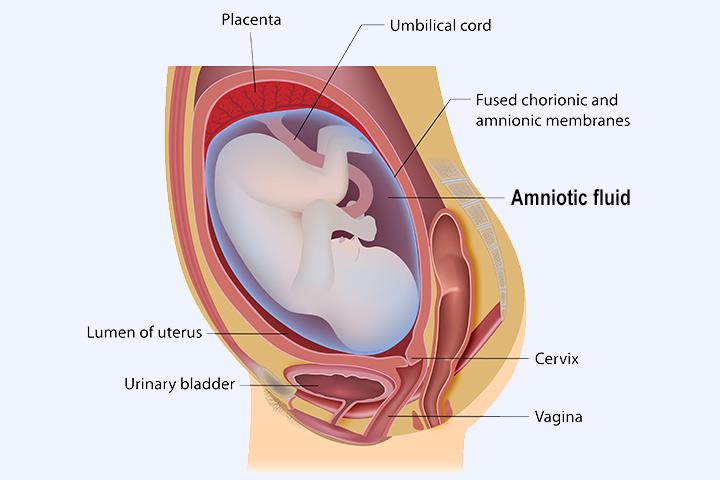 Normal Afi Levels In Pregnancy Chart