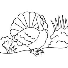 Thanksgiving-Turkey coloring page