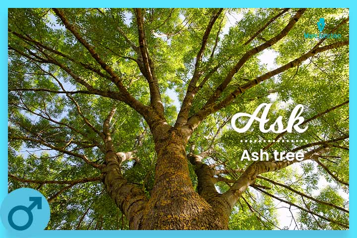 The name Ask is inspired by the ash tree