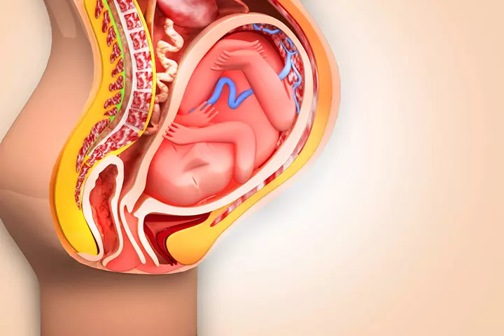 As the fetus grows, the pelvic region stretches to accommodate the growing uterus