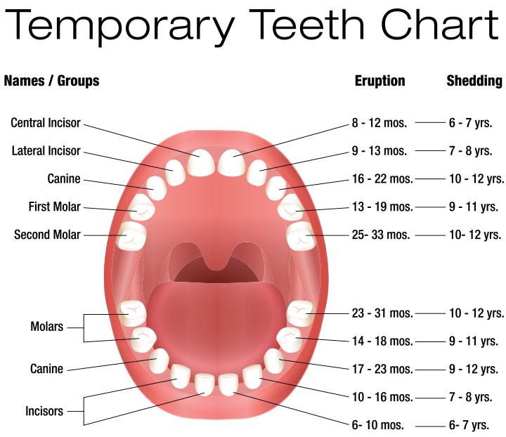 molar teething pain