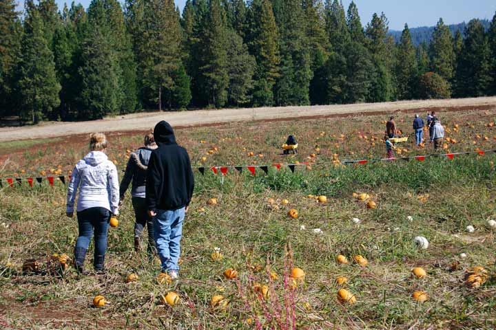 Pumpkin hunt, Thanksgiving activites for teens