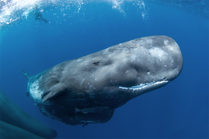 Sperm Whale, Brain facts for kids