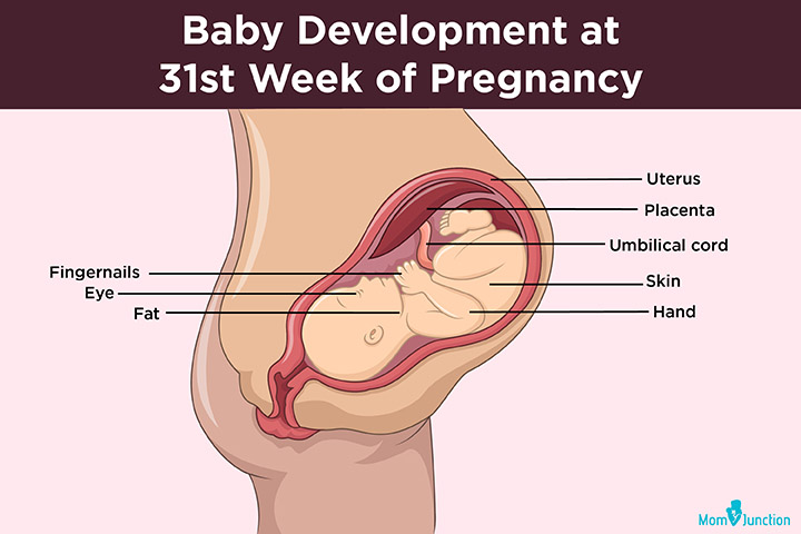 Baby development at 31st week of pregnancy