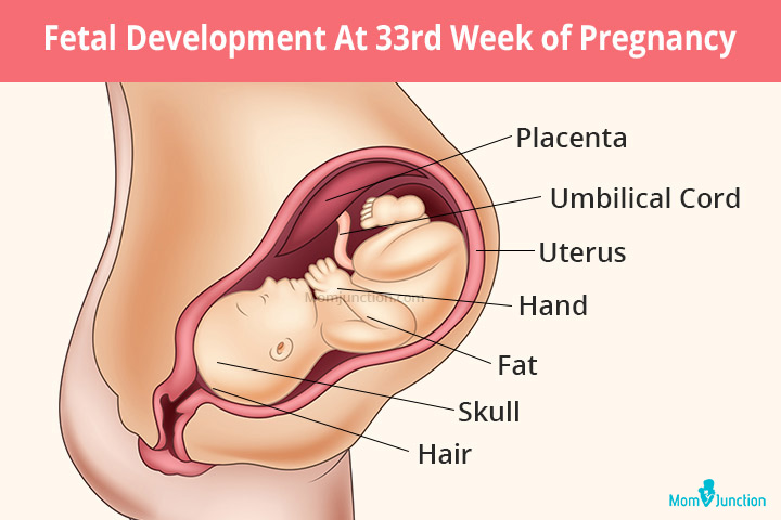 Baby development at 33rd week of pregnancy