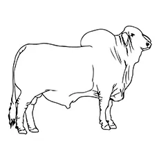 Brahman Bull coloring page