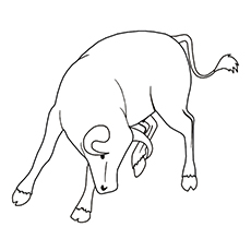 Bull coloring page