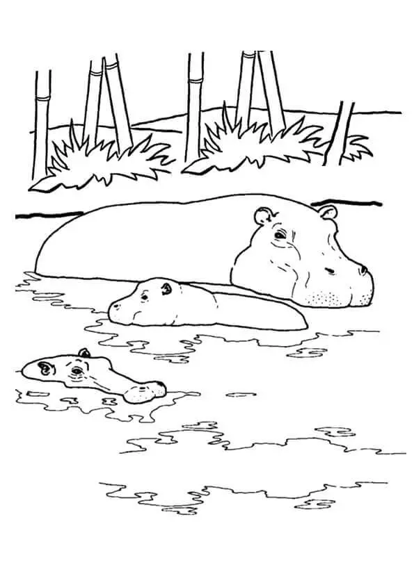 Hippo-Swimming