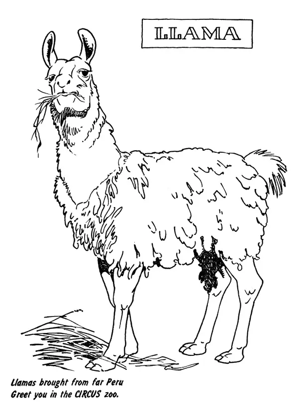 A-Hungry-Llama