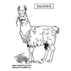 A hungry llama coloring page online