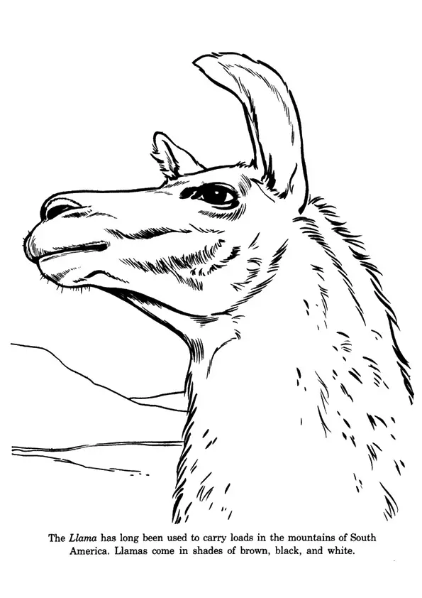 A-Pensive-Llama