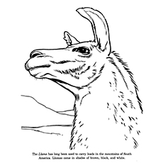 A pensive llama coloring page online