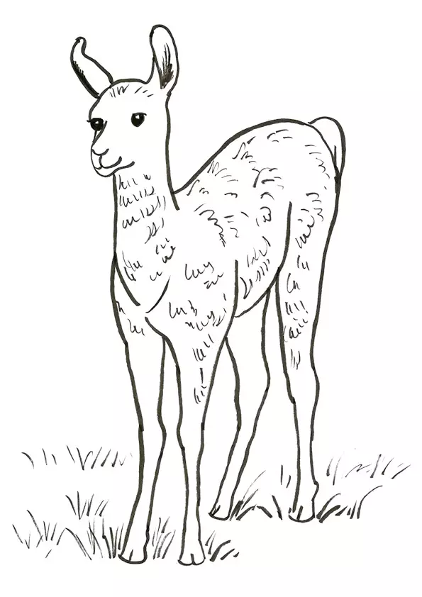 Adult-Llama