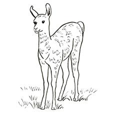 Adult llama coloring page online