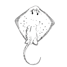 Bluespotted Stingray coloring page