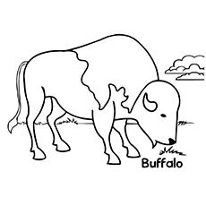 Buffalo eating grass coloring page