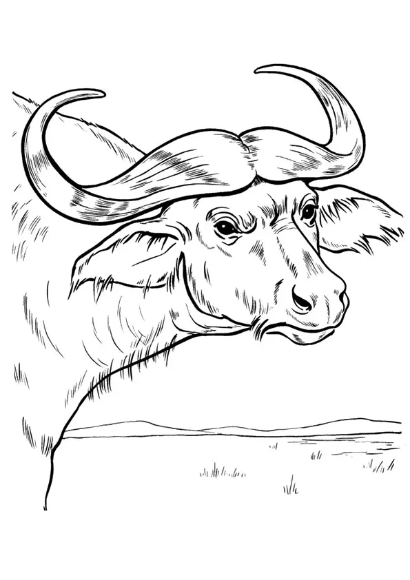 Cape-Buffalo