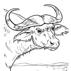 Cape-Buffalo