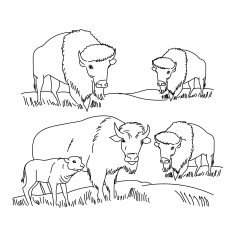 Carabao Buffalo coloring page