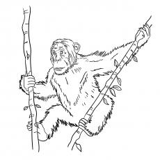 Chimp climbing the tree coloring page