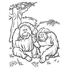 Eastern lowland Gorilla coloring page