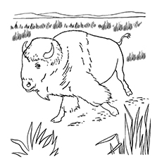 European Bison Buffalo coloring page