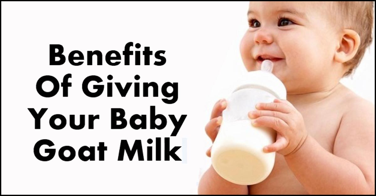 goat milk for babies