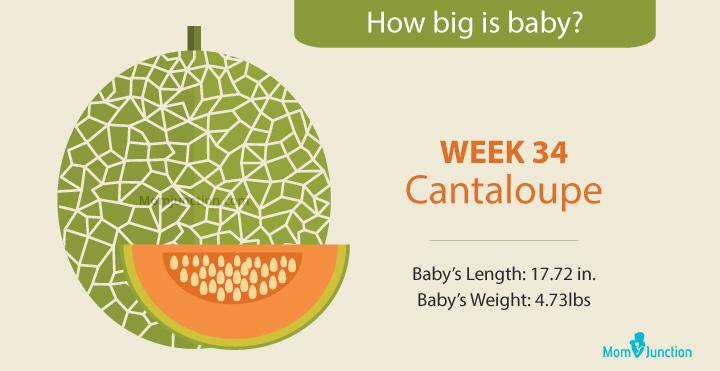 How Big Is Your Baby At 34 Weeks