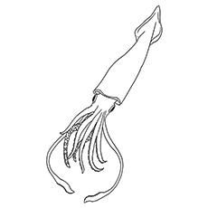 Humboldt Squid coloring page