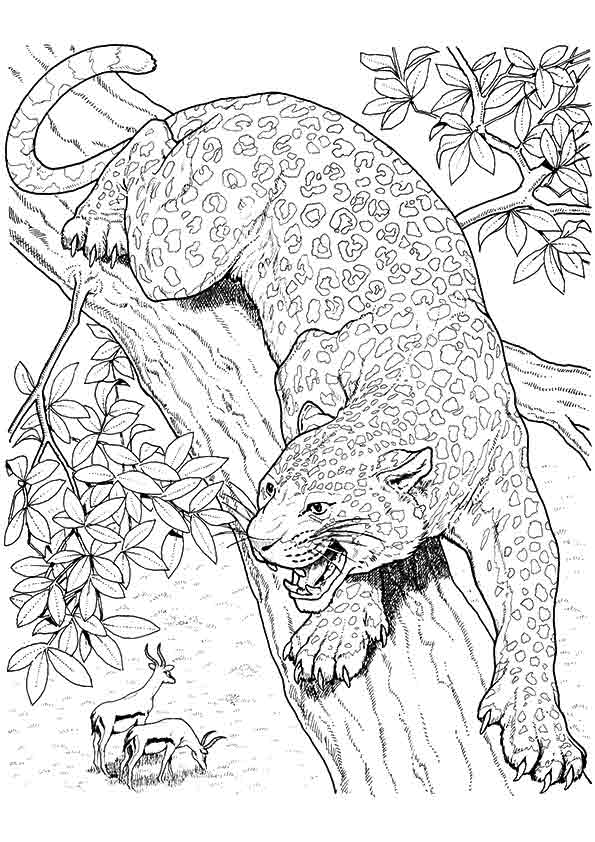Jaguar-On-The-Treetop