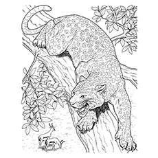 Download 10 Best Free Printable Jaguar Coloring Pages Online