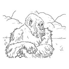 Mountain Gorilla coloring page