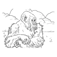 Mountain Gorilla Coloring Page_image