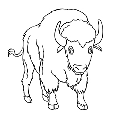 Murrah Buffalo coloring page