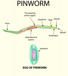 Pinworm Infection During Pregnancy: Causes, Diagnosis, And Treatment