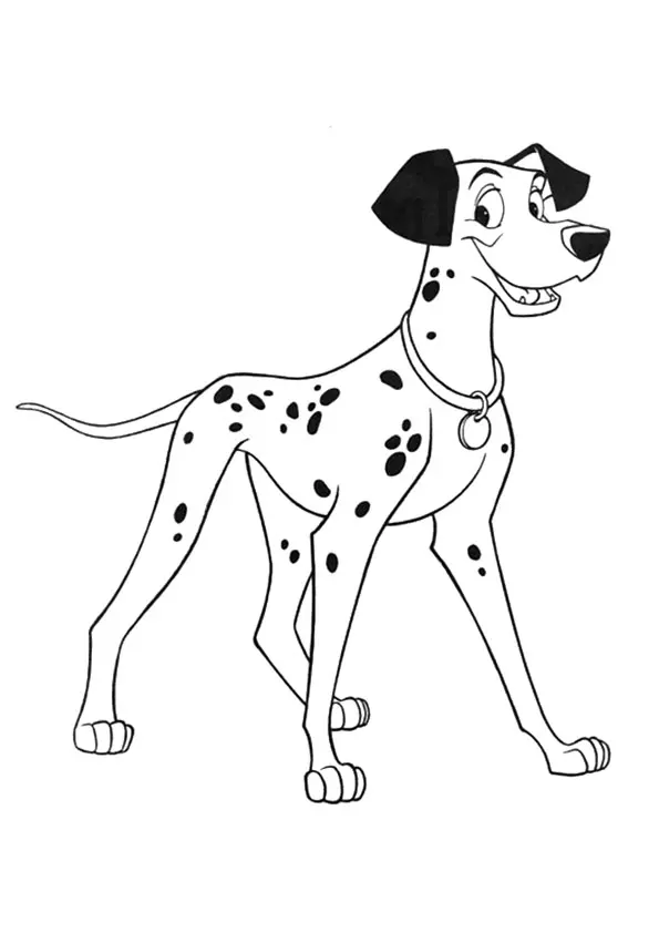 Pongo