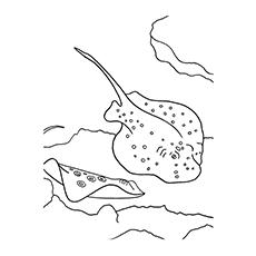 cownose stingray coloring pages